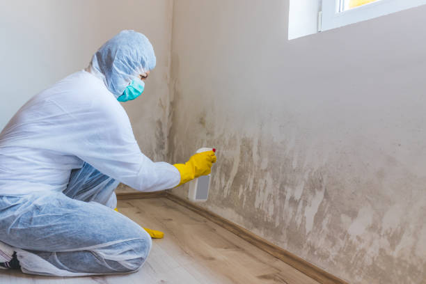 Licensed Commercial Mold Remediation service in Addison, PA - WQB Mold Removal